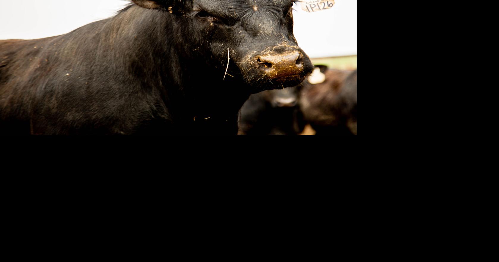 the-importance-of-beef-trade-to-the-cattle-industry-industry-news