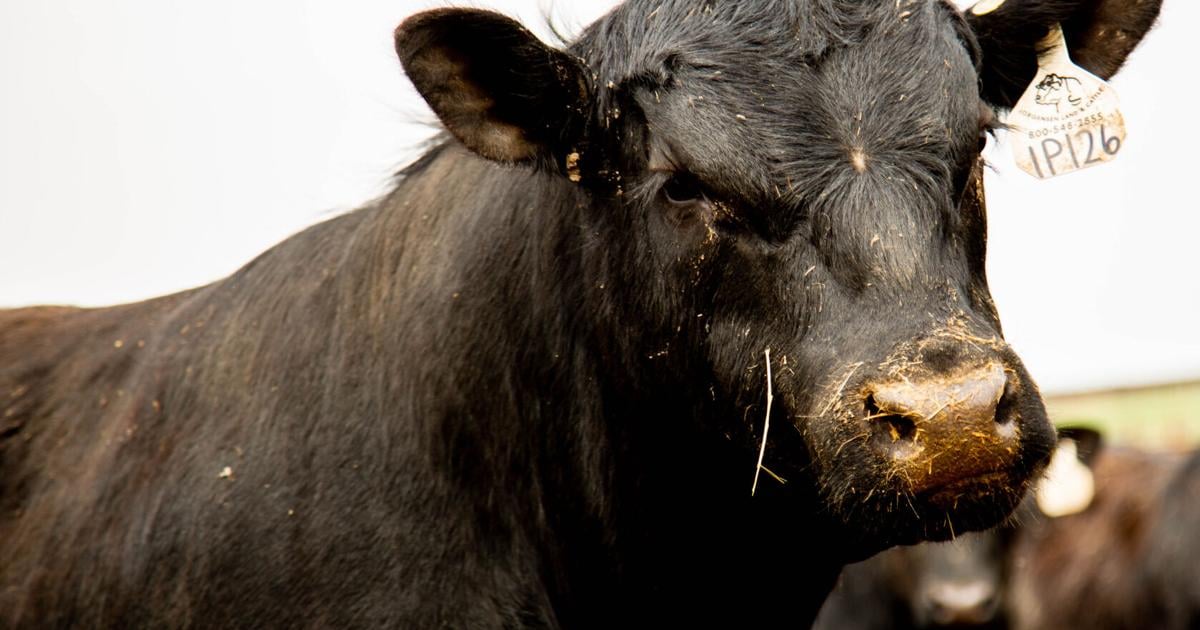 The Importance Of Beef Trade To The Cattle Industry Industry News the-importance-of-beef-trade-to-the-cattle-industry-industry-news