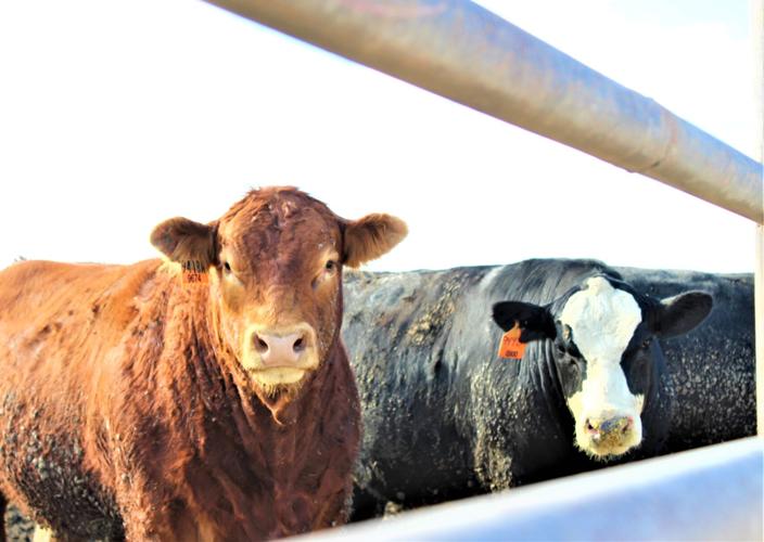 Small Feedlot Activity Feedlot Special