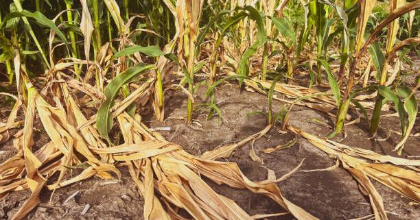 Using Drought-Stressed Corn for Forage: Evaluating Options and Managing Nitrate Risk