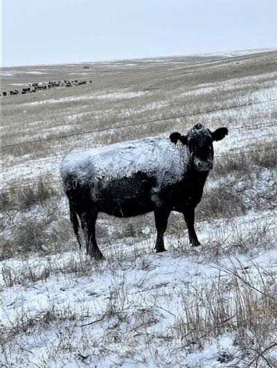 CC Cow in Winter