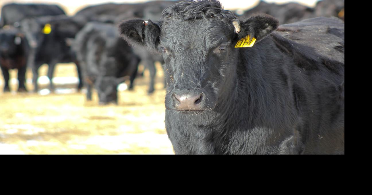 Corn Silage as a Feed Source for Beef Cows this Winter | Cow/Calf ...