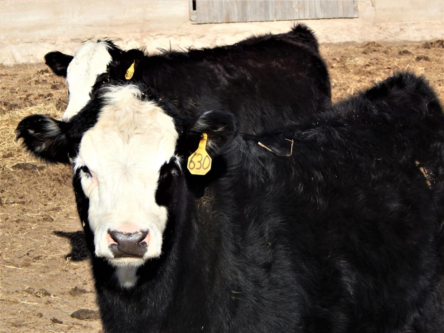 When Is the Right Time to Castrate Bulls? | Management ...
