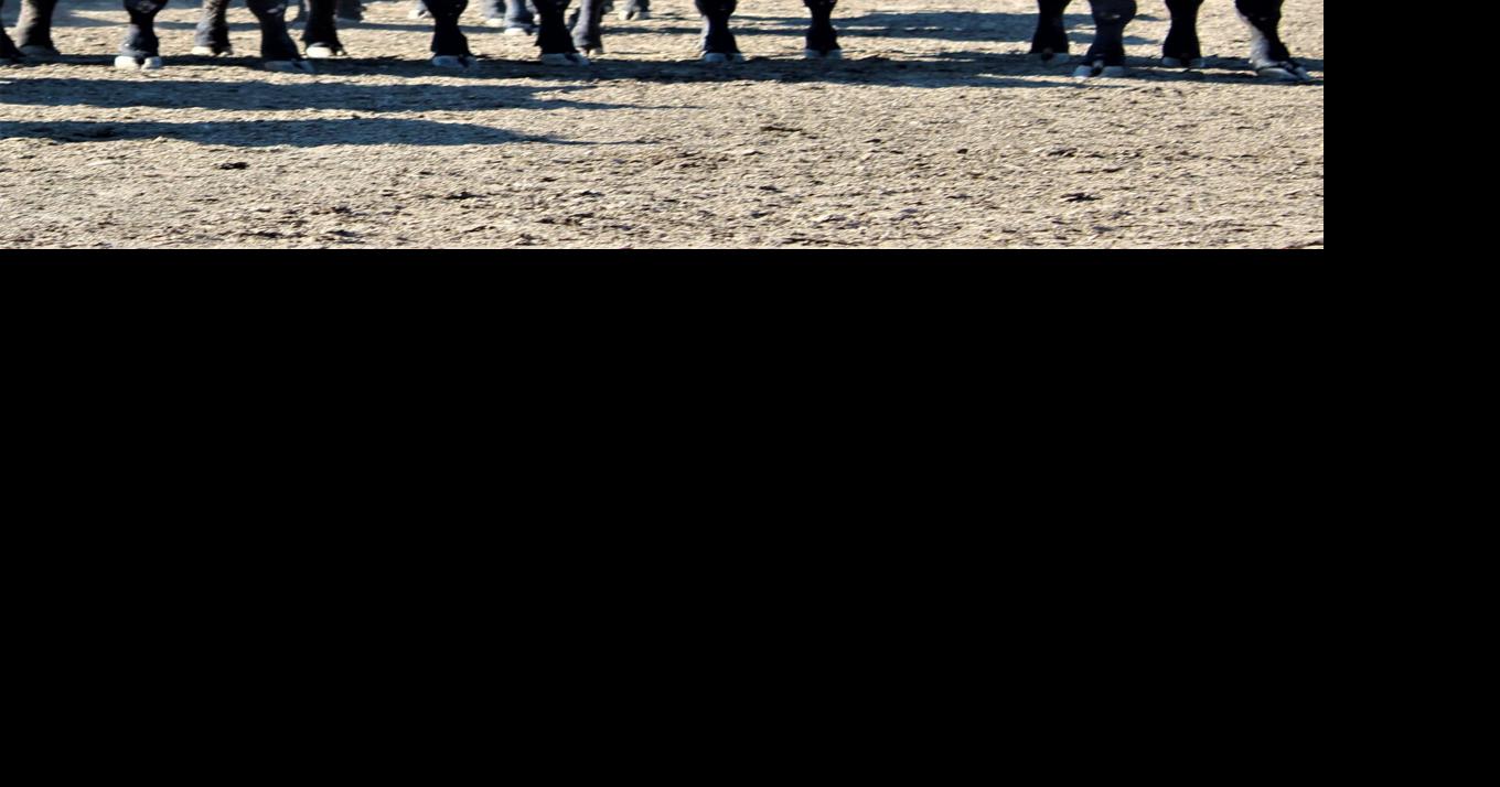 Heifers On Feed Grow Industry News