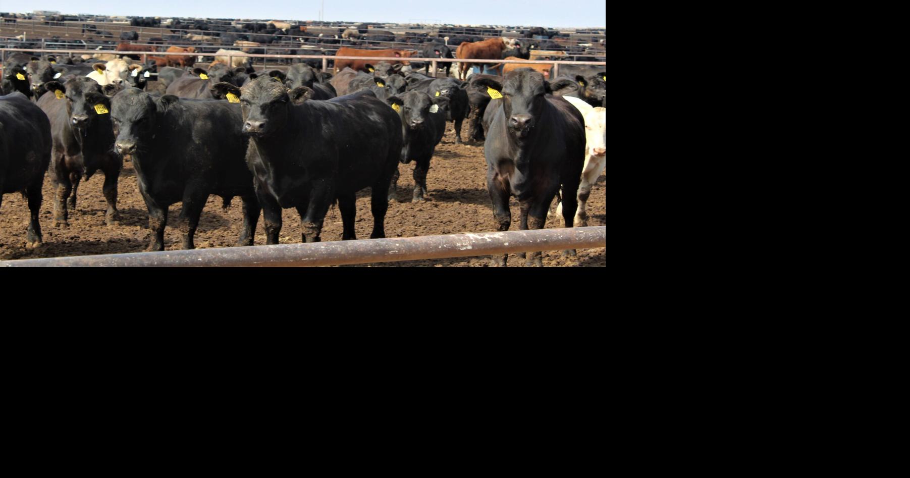 Feeder Cattle Futures Market Prices Industry News