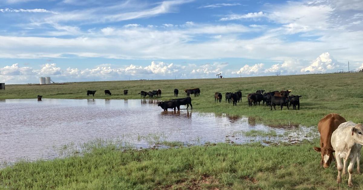 Pasture Rental Rates. Do you Know Your Price? | Management ...