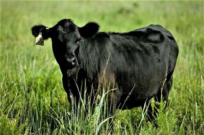 CC Black cow in Grass