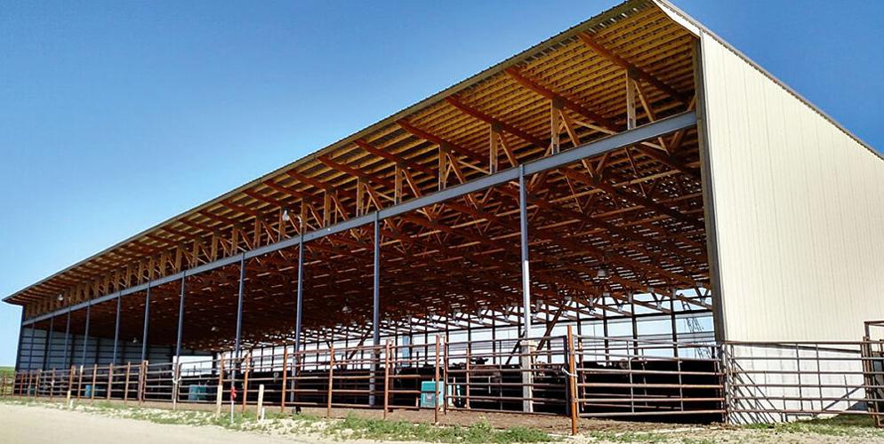 Lessons Learned Feeding Cattle Under Roof Feedlot Special