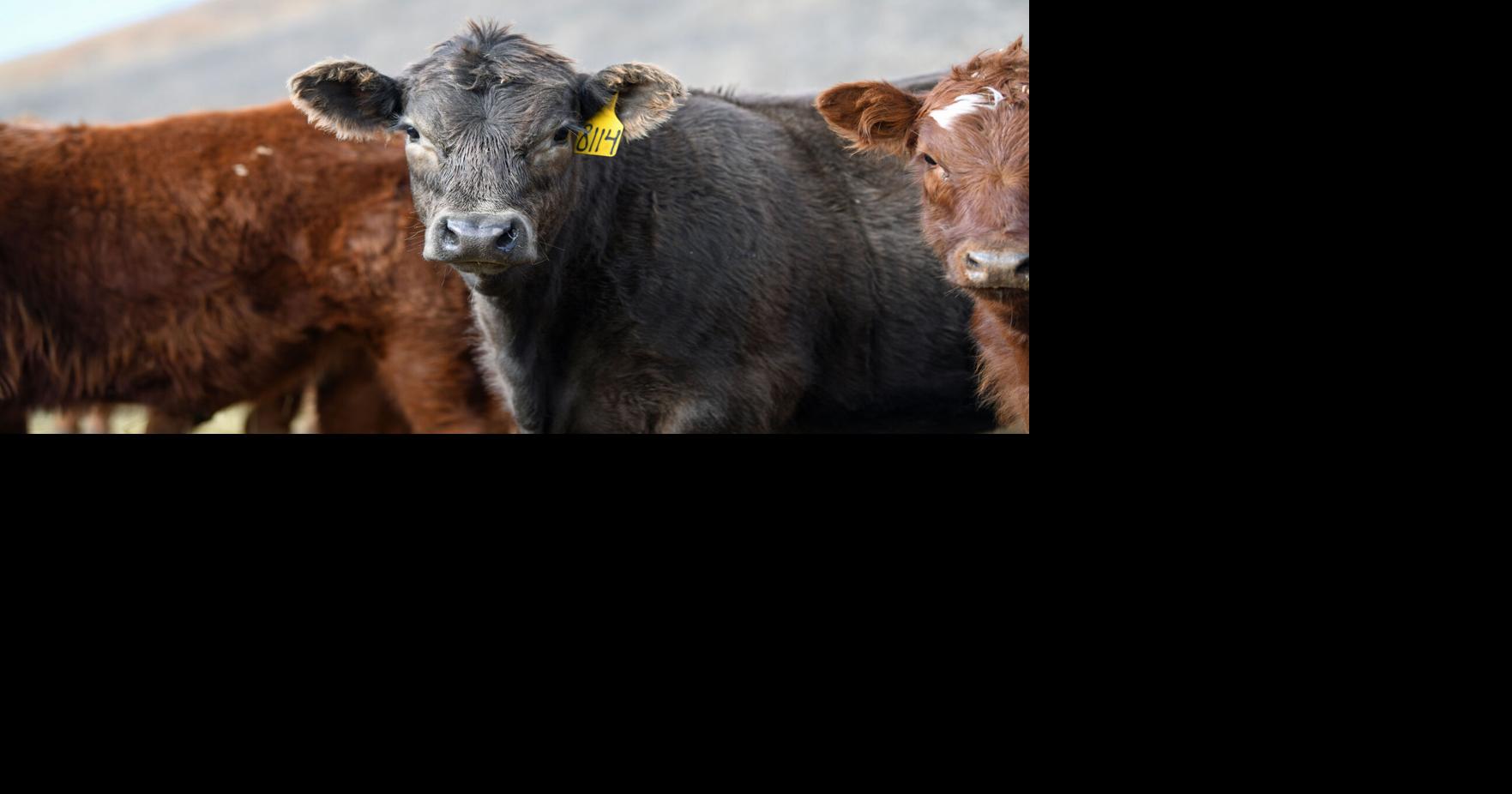 Is Creep Feeding Beef Calves Profitable? Cow/Calf Corner