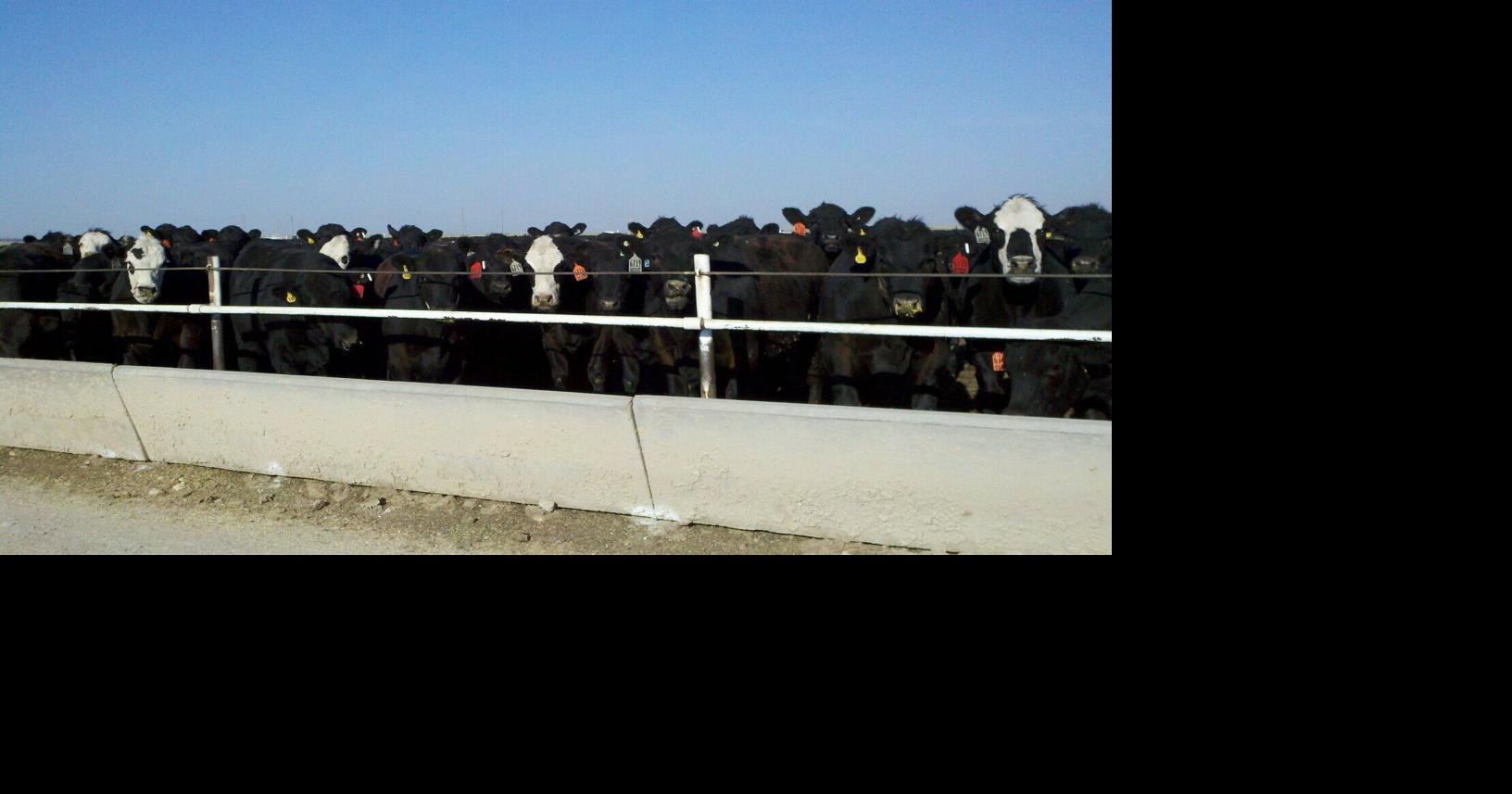 Real Feeder Cattle Prices Lag Industry News