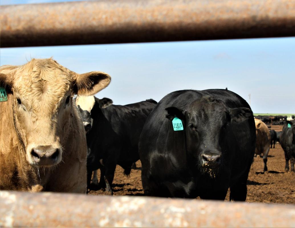 2025-beef-production-to-drop-6-percent-from-2024-industry-news-feedlotmagazine