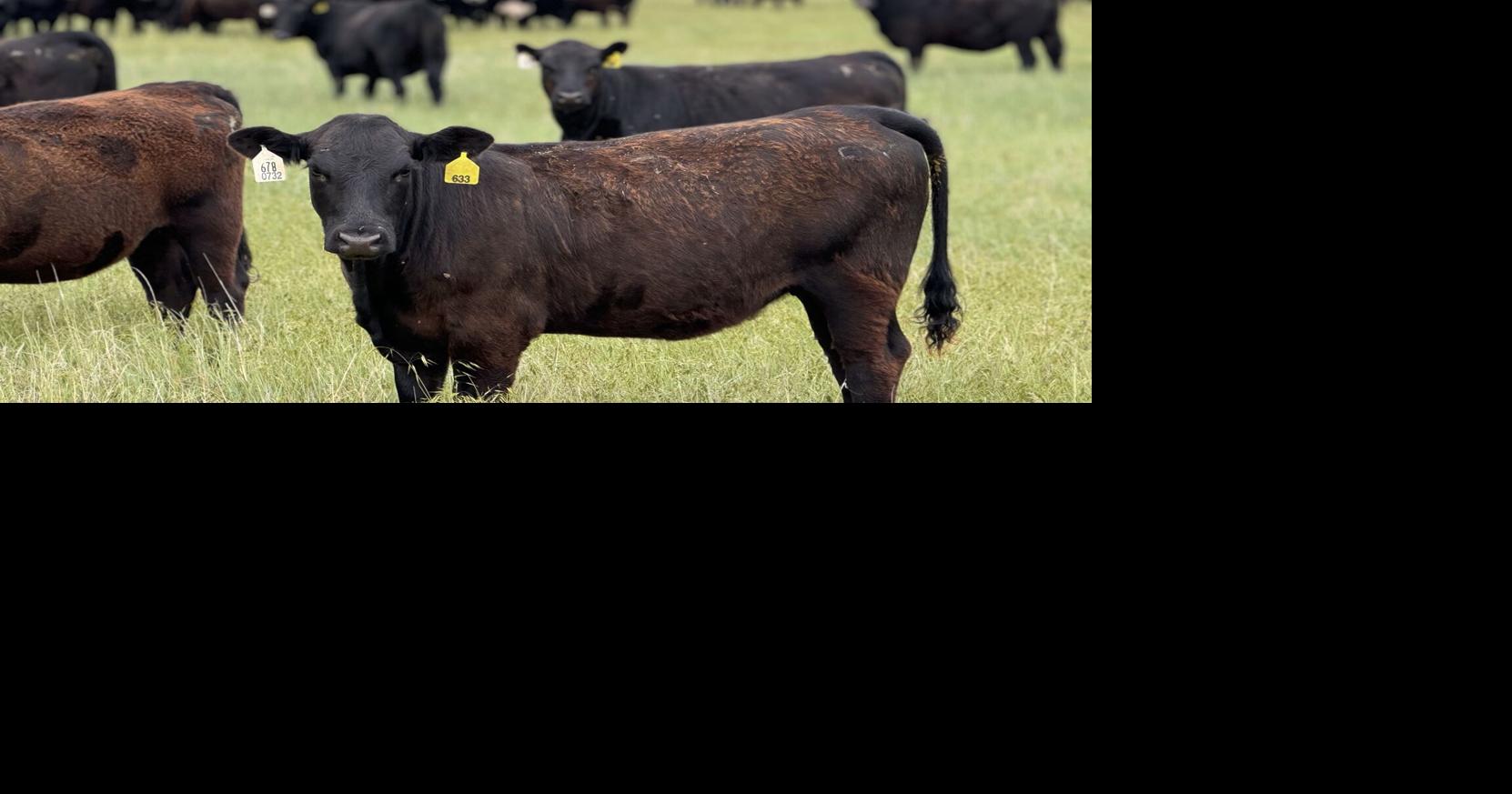 Supplementation Strategies for Stocker Calves Grazing Summer Pasture ...