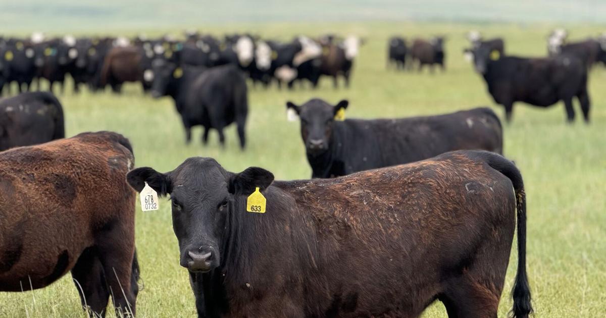 Stocker Operations Supplementation Strategies for Stocker Calves Grazing Summer Pasture ...