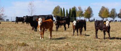 CC Cow and Calves on Pasture
