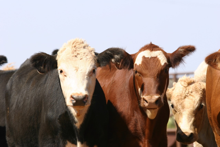 Fall Feeder Cattle Market Dynamics News