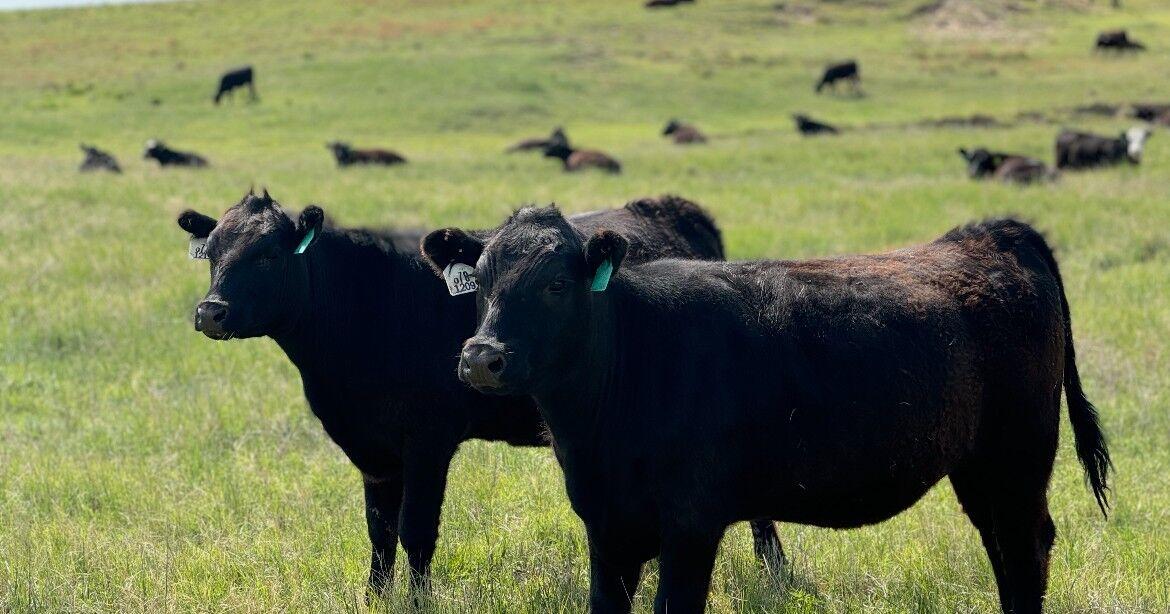 Oldham County Stocker Cattle Conference set July 14 in Vega