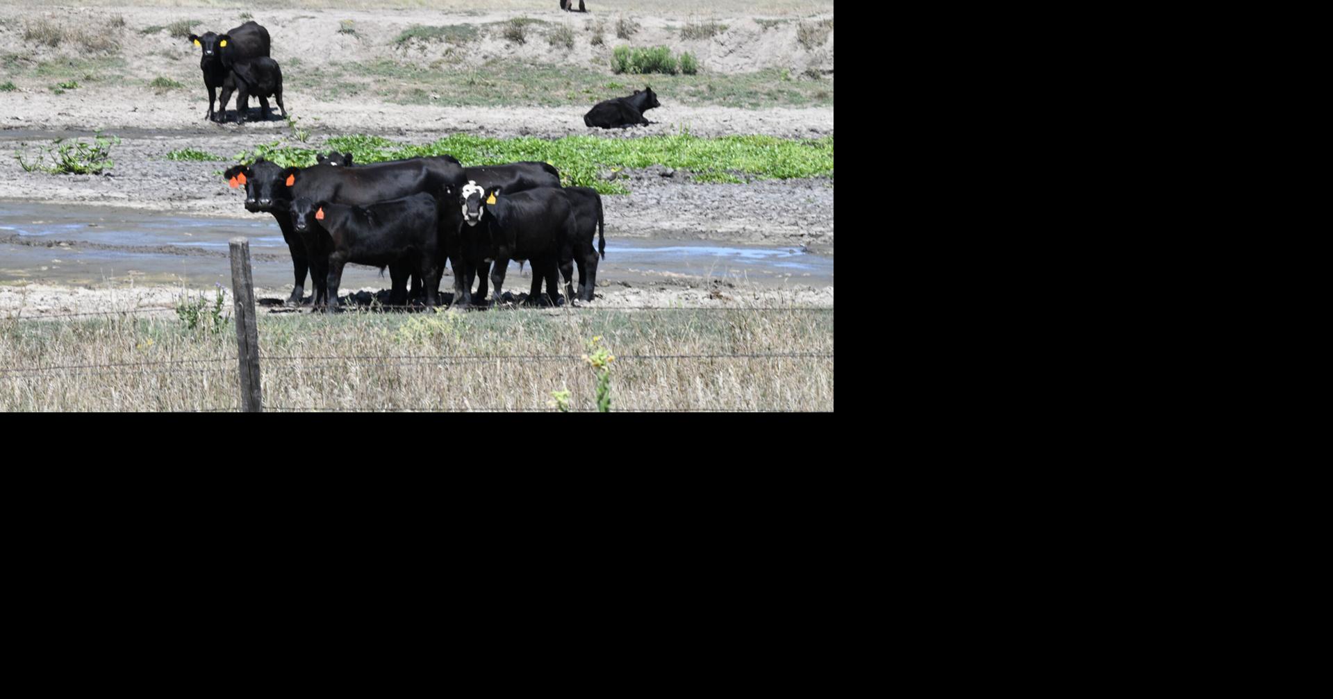 Green Is Not Always Growth: Nebraska Pasture Conditions After Late Rains