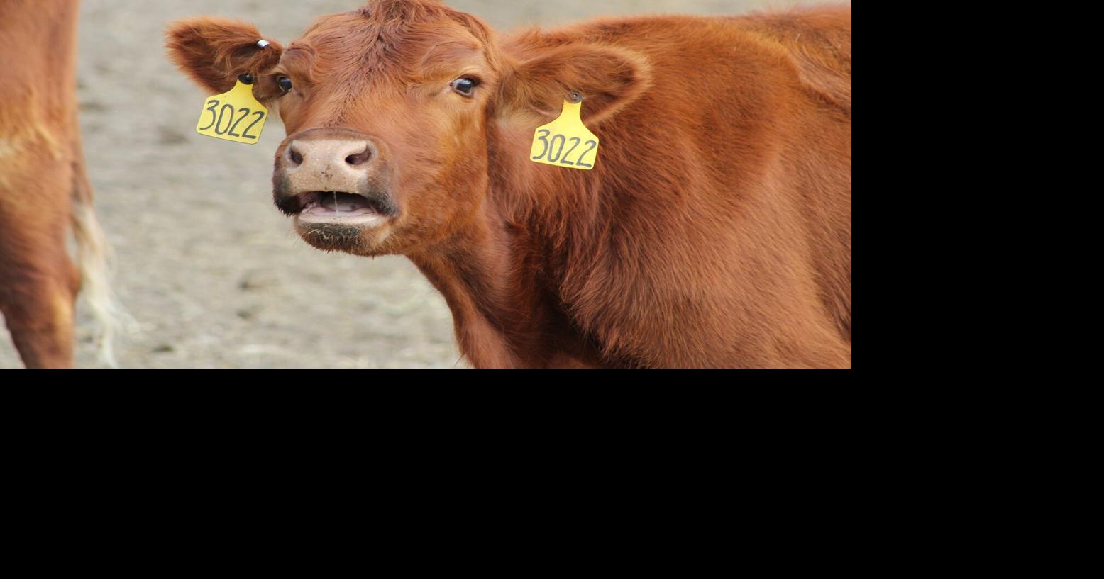 Using Weaning Date as a Supplement Strategy Cow/Calf Corner