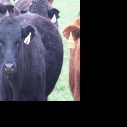 Be Aware of Frothly Bloat Risk in Spring Pastures | Cow/Calf Corner ...