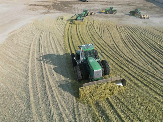 Does Kernel Processing Silage Pay for Growing and Finishing Beef Cattle ...