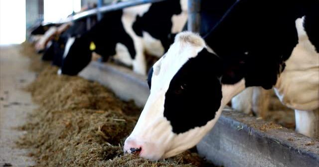 USDA Confirms Highly Pathogenic Avian Influenza in Dairy Herd in New ...
