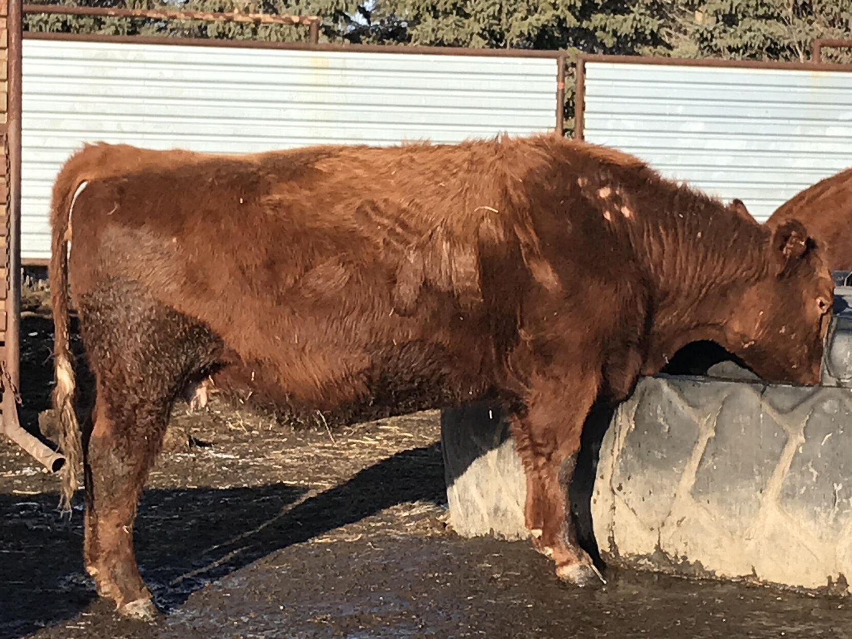Lice Infesting Cattle Herds News
