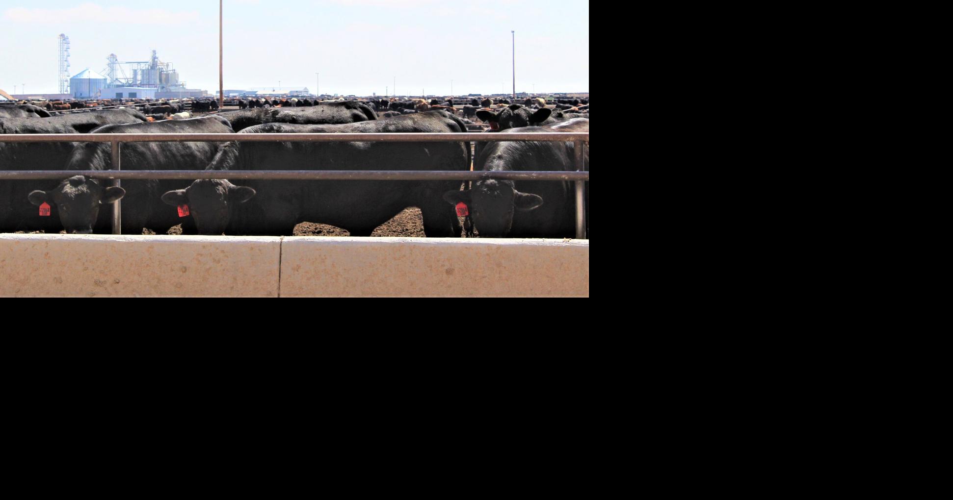 Effects of Replacing Corn Silage with Alfalfa Haylage in Growing Beef Cattle Diets on