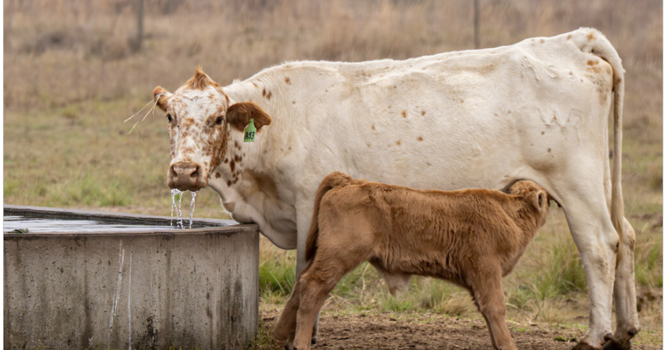 Heat Stress in the Pasture