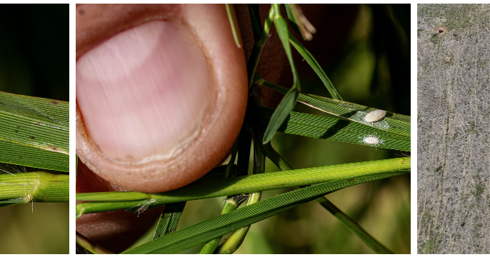 Pasture Mealybug Raises Alarm for Texas Livestock Producers