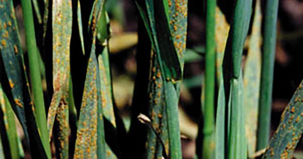Does Crown Rust in Oats Cause Problems for Livestock? | News ...