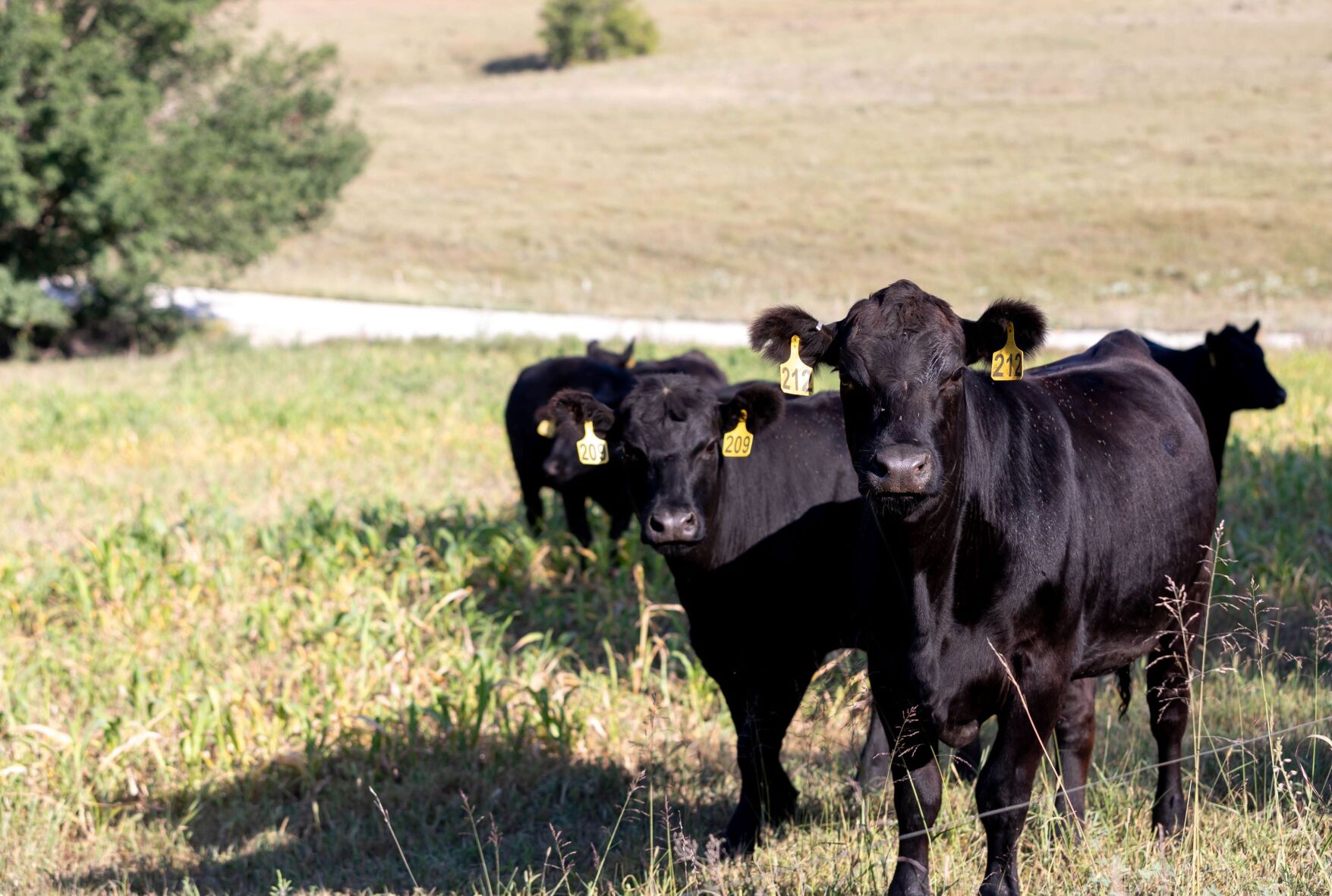 2024 U S Beef Trade Through The Lens Of Domestic Production And   65395d2013d84.image 