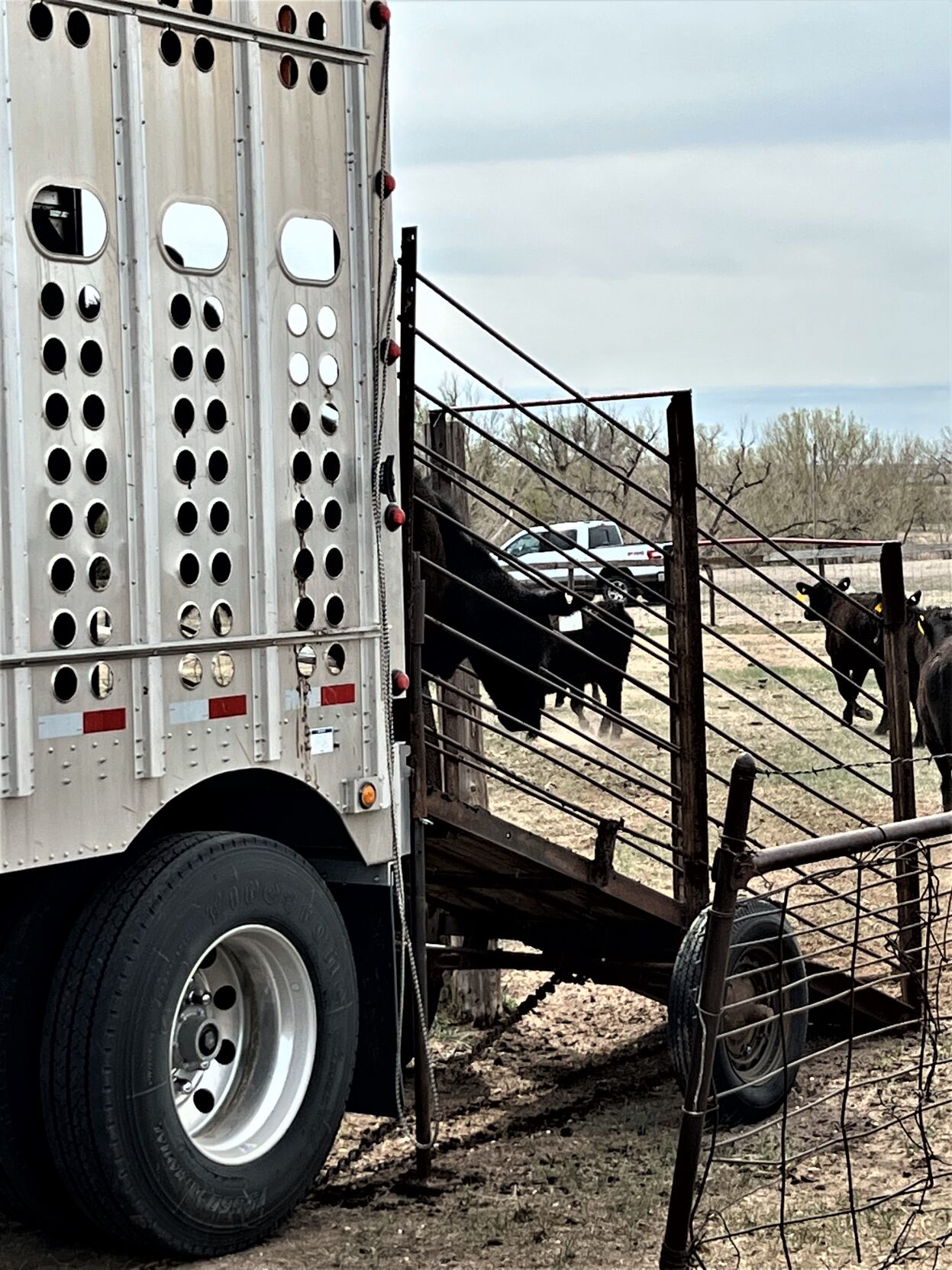 Grass Calves Optimizing Performance Stocker Special