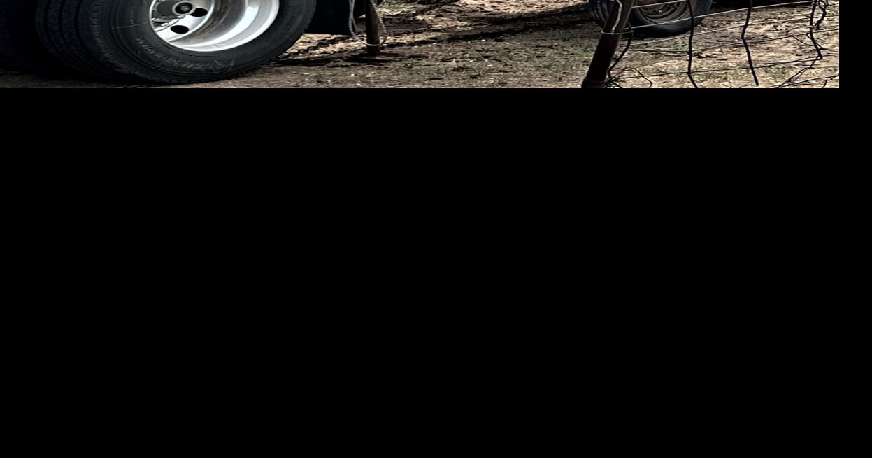 Grass Calves Optimizing Performance Stocker Special