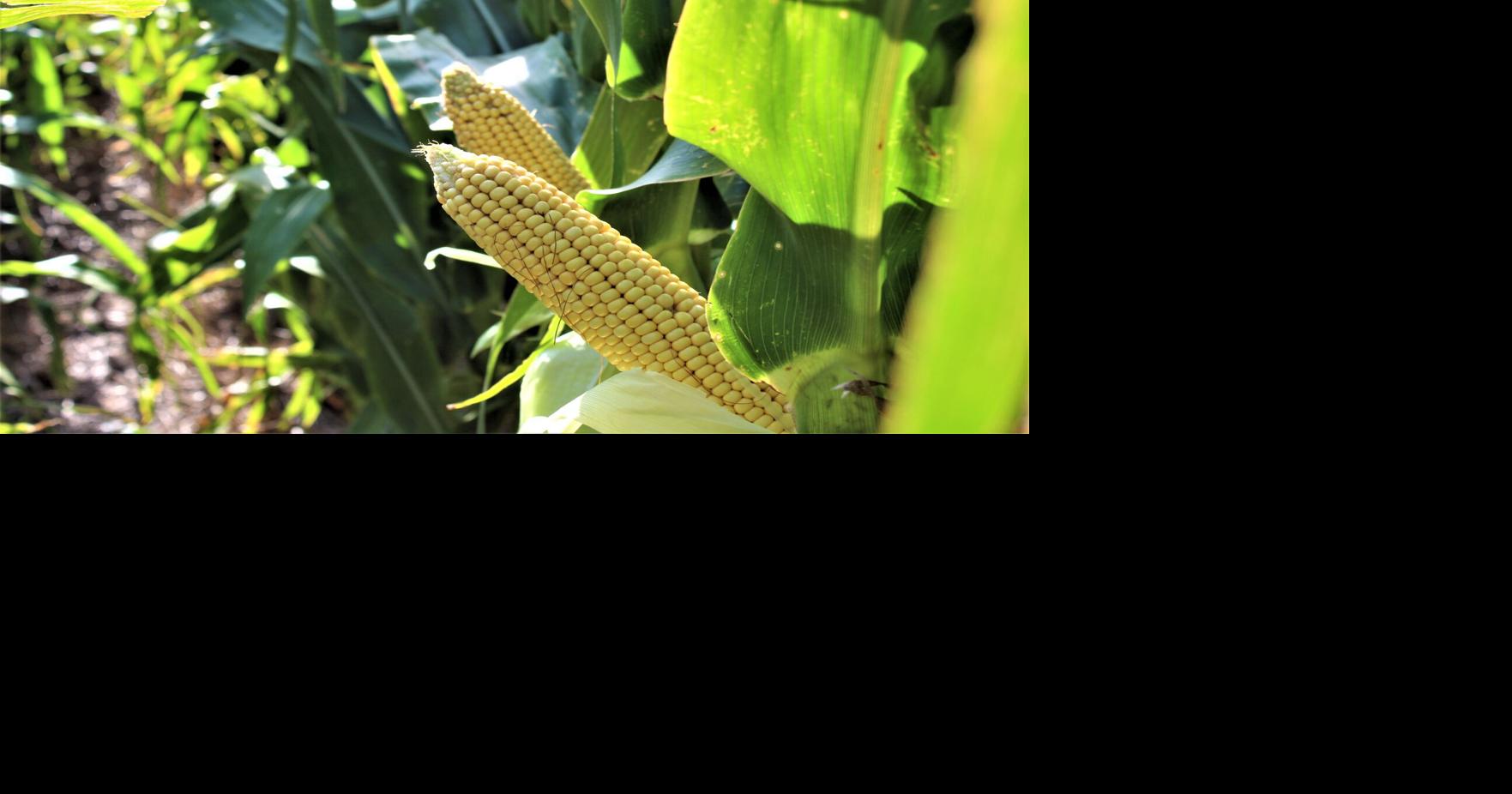 Black Sea Shutdown Increases Price Prospects for U.S. Corn and Wheat ...
