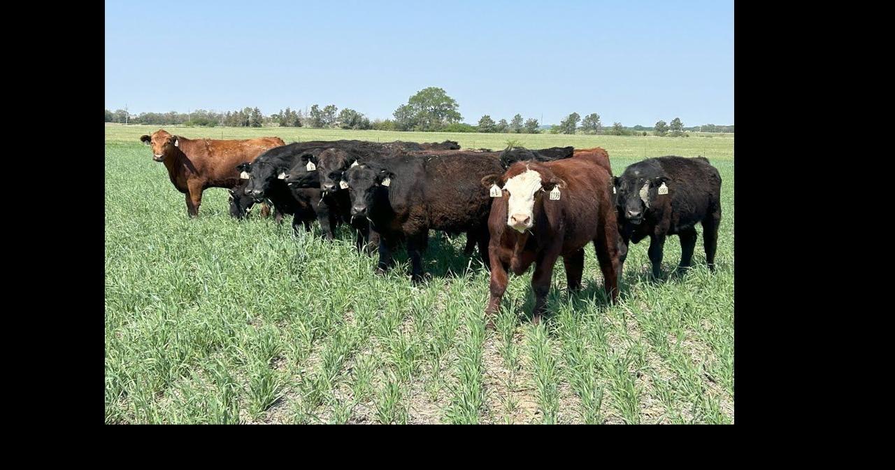 Grazing rye and other winter hardy small cereals | Multimedia ...