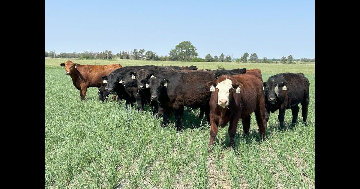 Grazing rye and other winter hardy small cereals | Multimedia ...