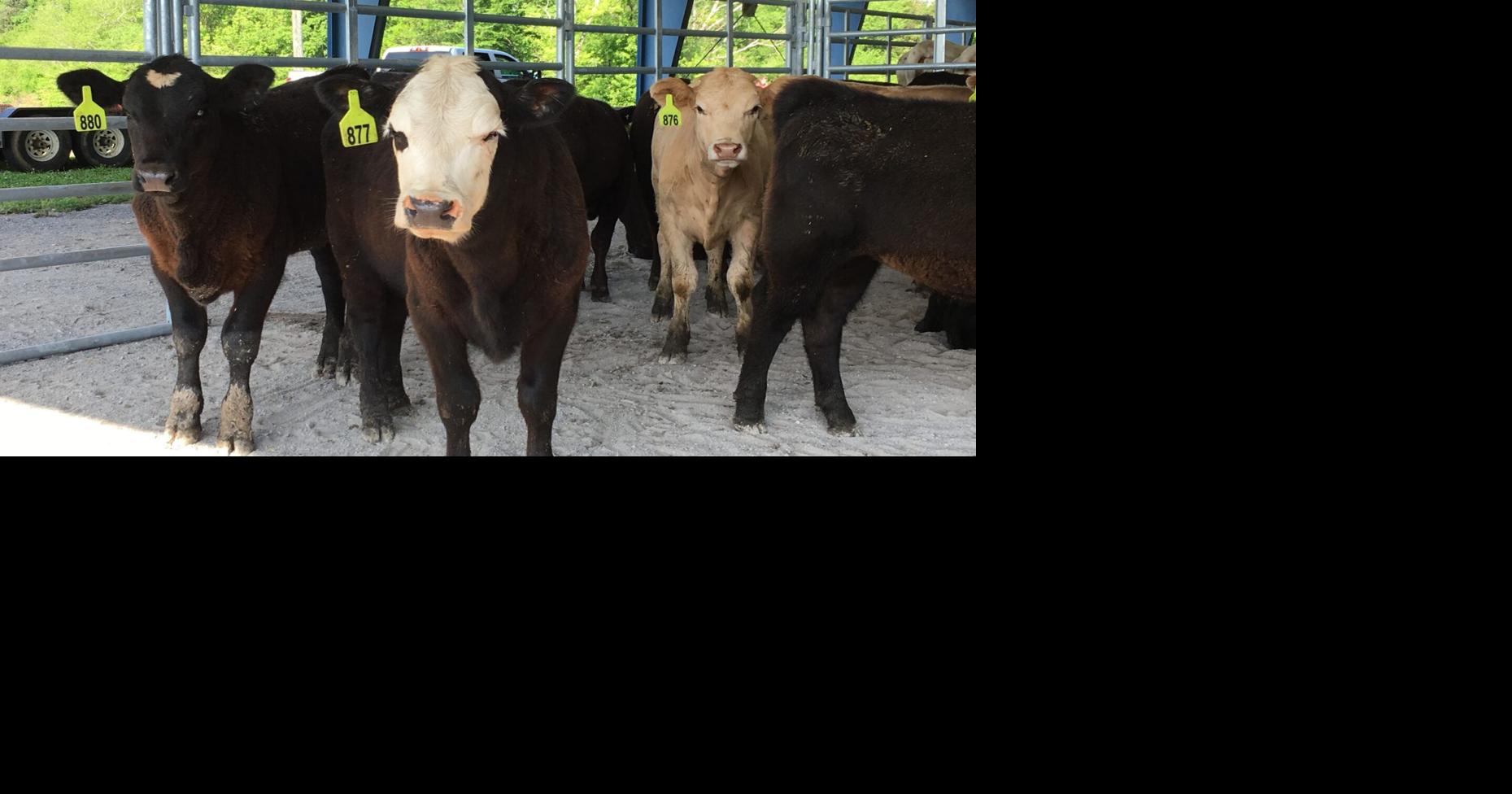Cattle Economics: Marketing Cows and Expansion Plan | Marketing ...