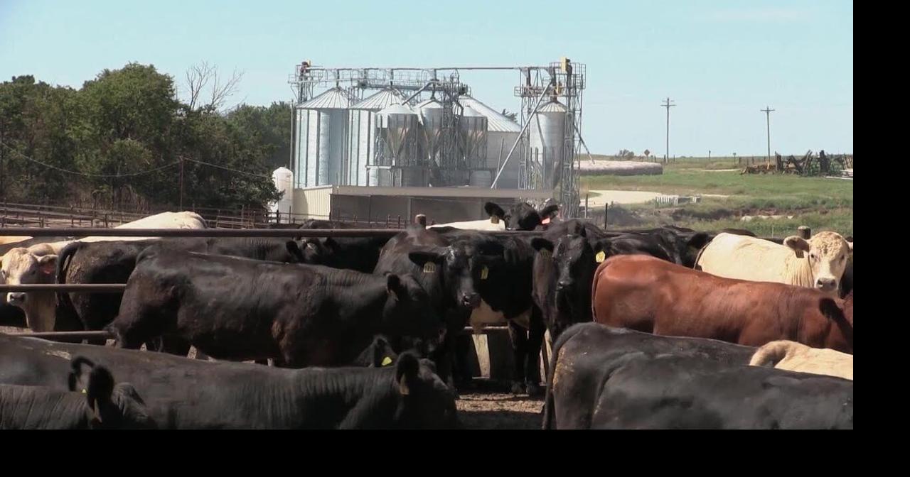 Simmental Project to Accelerate Carcass Selection | News ...