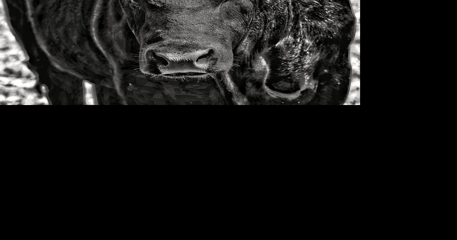 Bull Care in the Winter so They Work in the Summer | Cow/Calf Corner ...