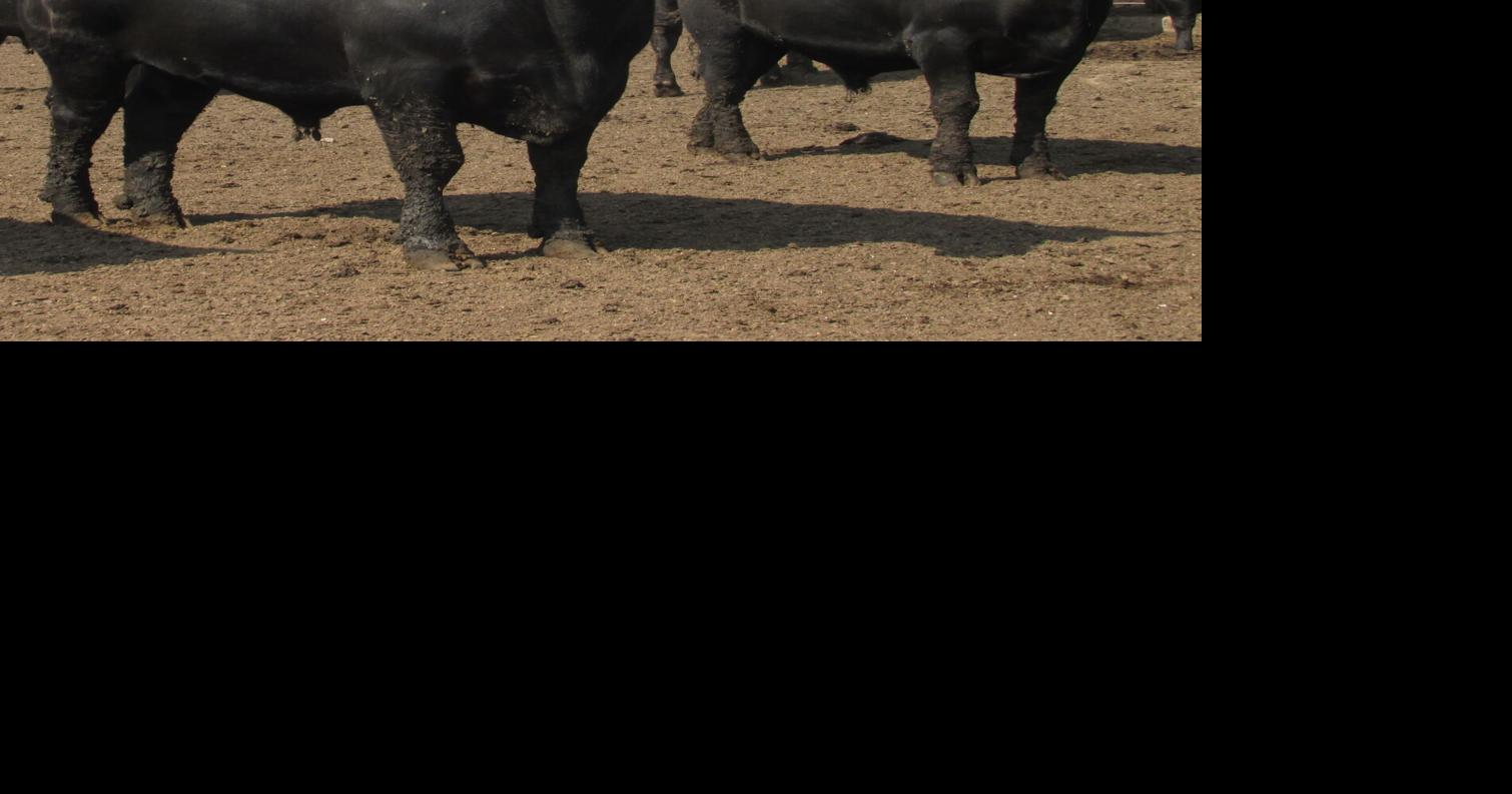 USDA Reports Show Reduced Cattle Numbers Now and Later | News ...