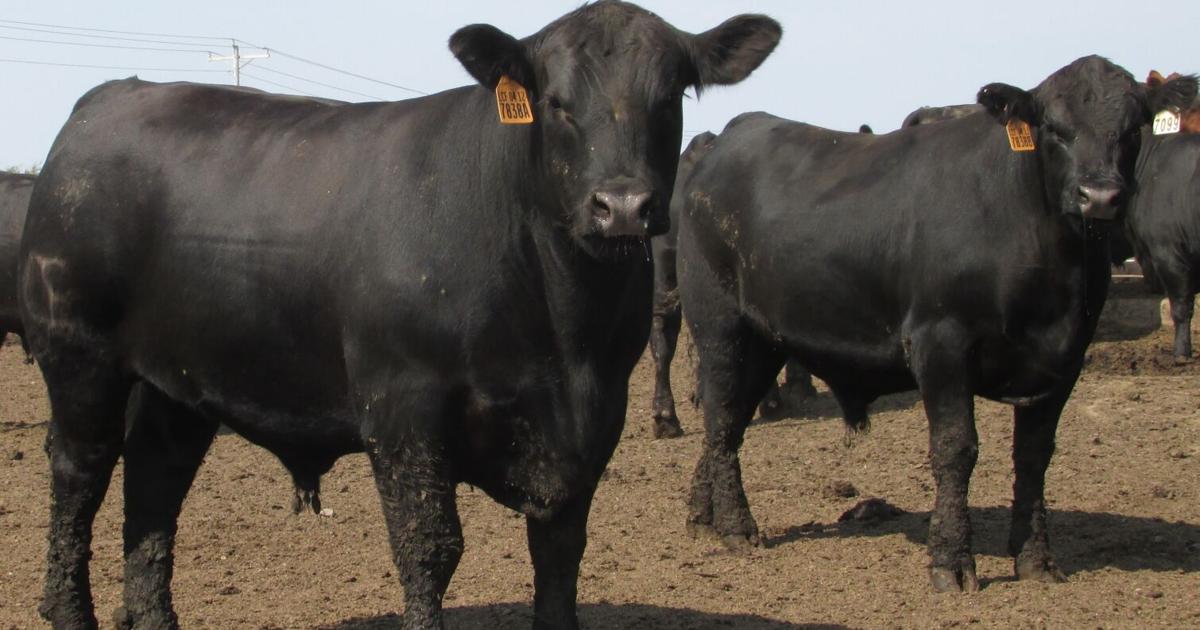 Reduction Cow Numbers USDA Reports Show Reduced Cattle Numbers Now and Later | News ...