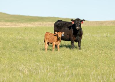 CC Generic Cow/Calf Summer Grass