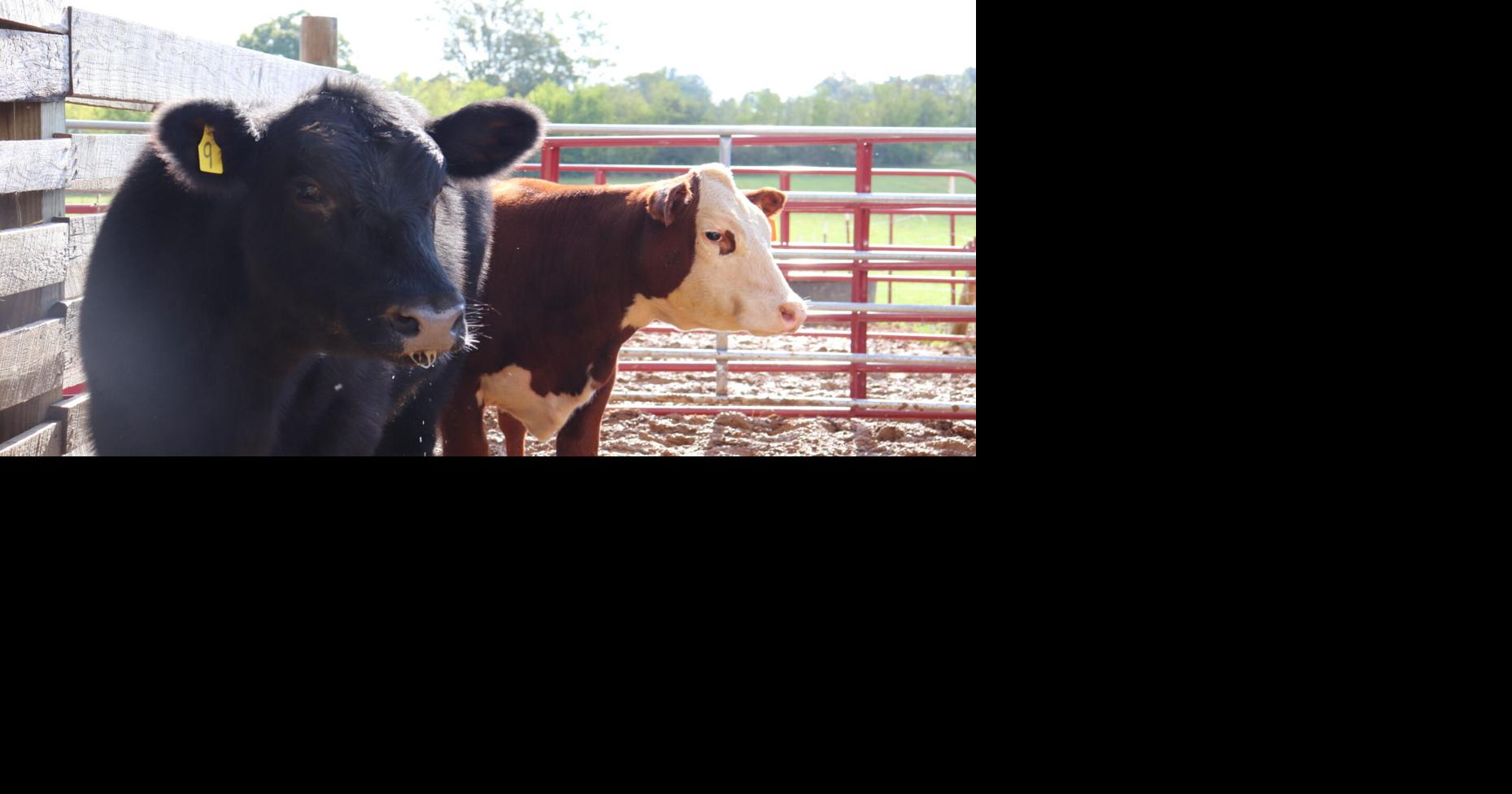 Cattle Production Cost Cow/Calf Corner