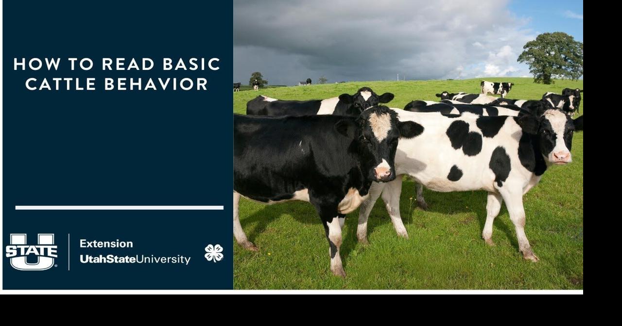 How to Read Basic Cattle Behavior | Multimedia | feedlotmagazine.com