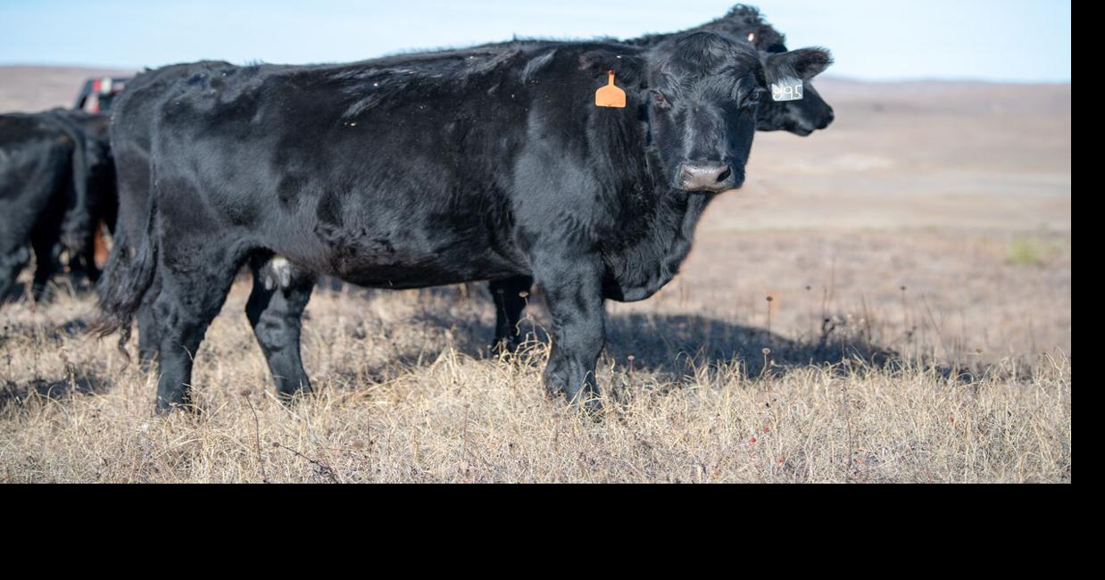 January 1 Beef Cow Numbers Decline 3.6% | Industry News ...