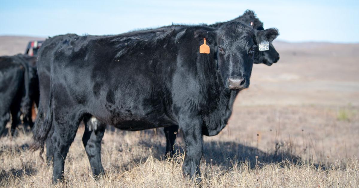 Reduction Cow Numbers January 1 Beef Cow Numbers Decline 3.6% | Industry News ...