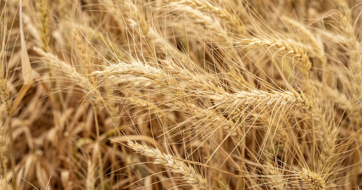 Texas Wheat: More Problems Than Bright Spots This Year