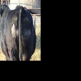'Tis the Season for Itchy Cattle | Management | feedlotmagazine.com