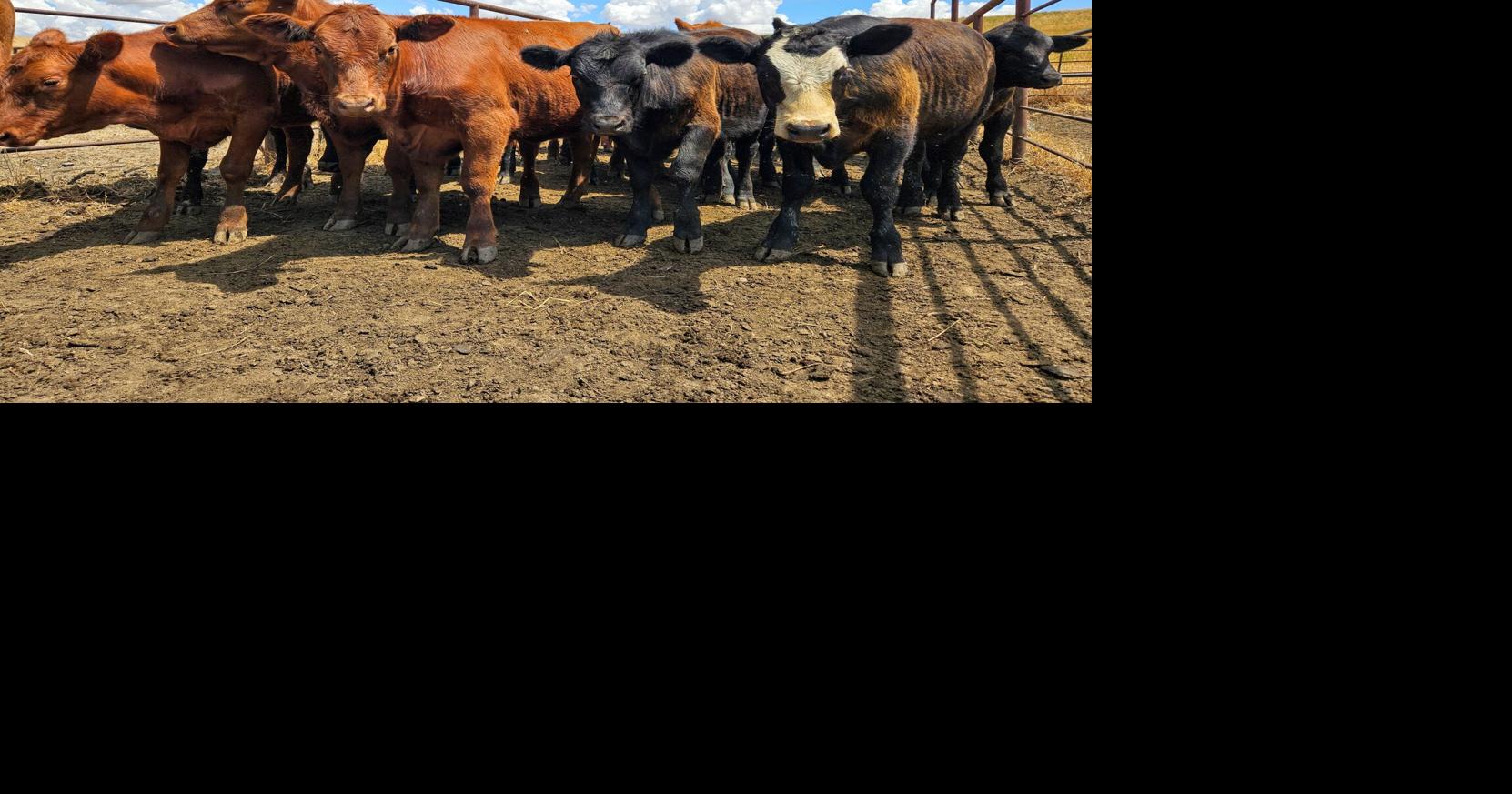 Cattle Economics Fall Cattle Price Expectations Industry News