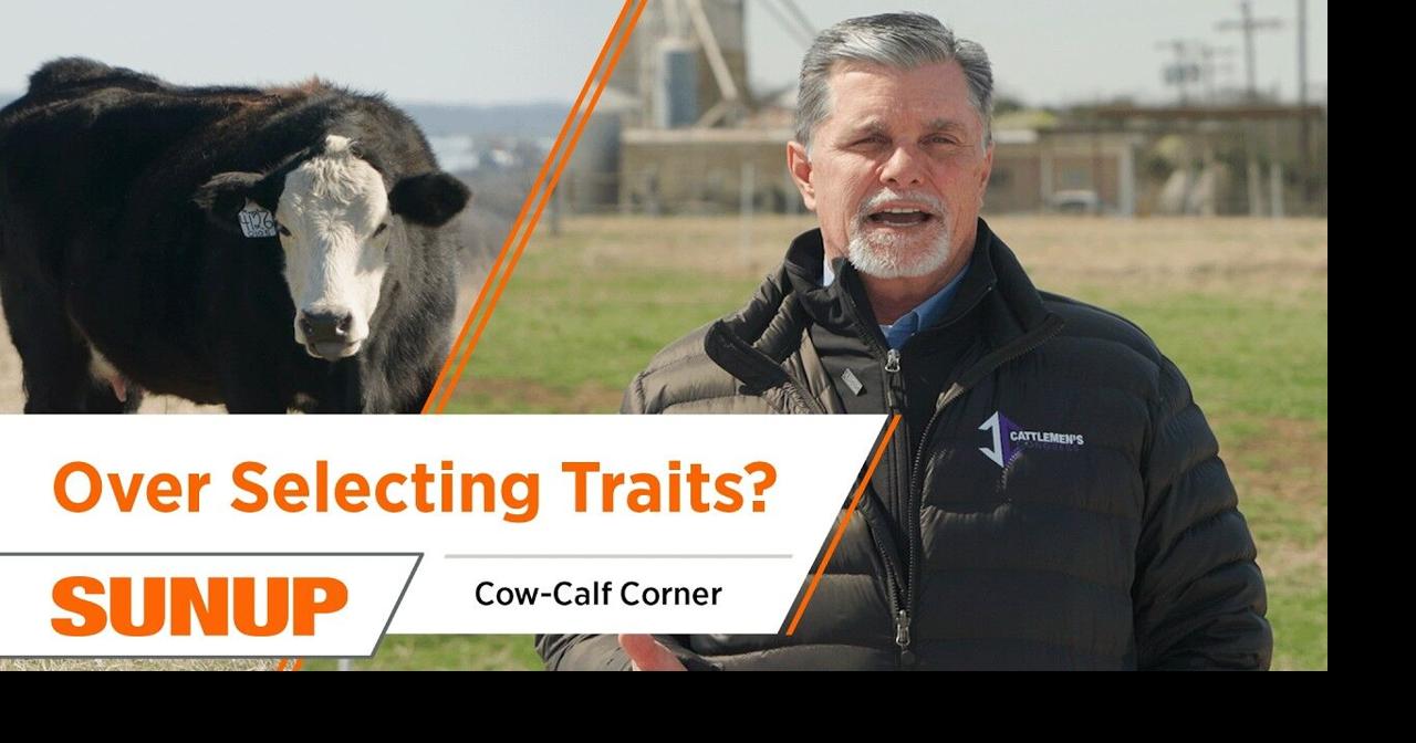 Are You Over-Selecting Traits in Your Calves? | Cow-Calf Corner ...